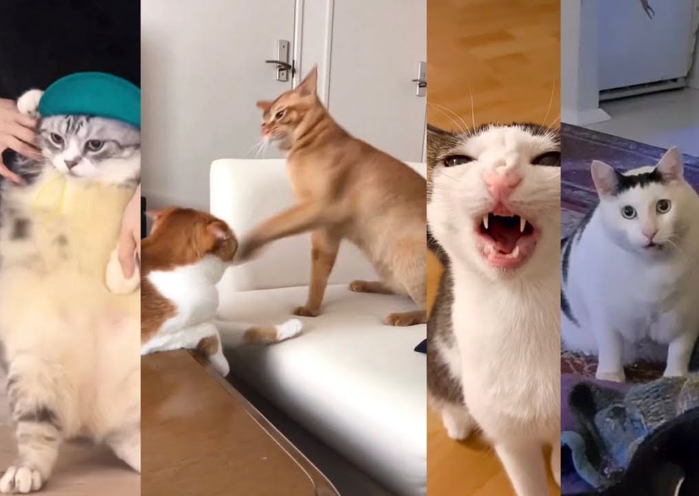 [图]【猫MEME】猫MEME原视频出处 汇总 Part1