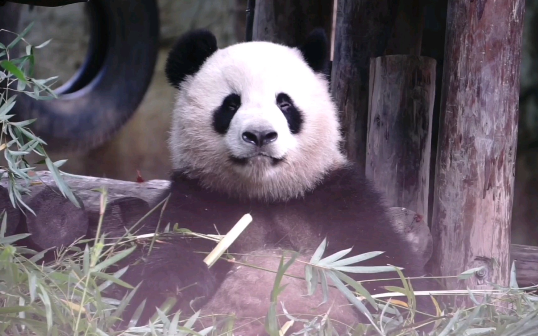 【大熊猫雪宝】比较安静的早晨吃竹竿特别香