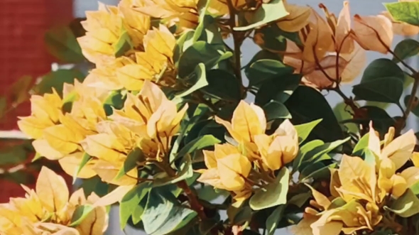 都2024了,才第一次晒三角梅塔黄.