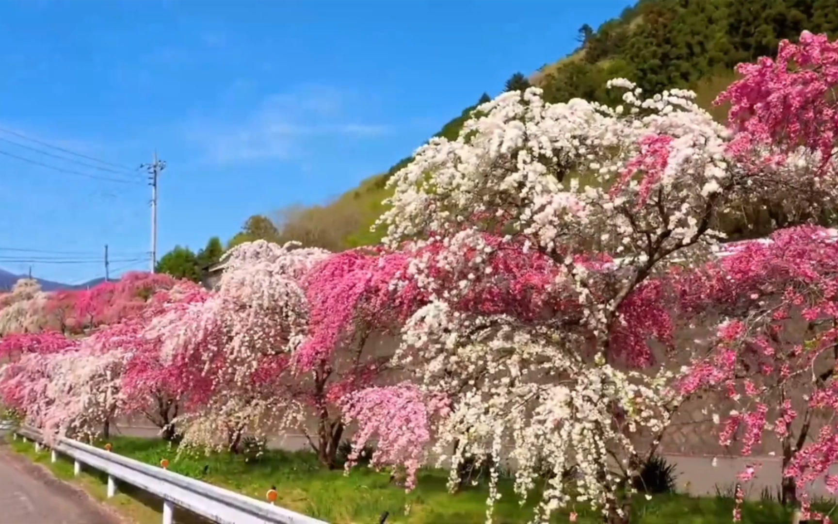 [图]“你看阿 这世界开满了鲜花💐～”