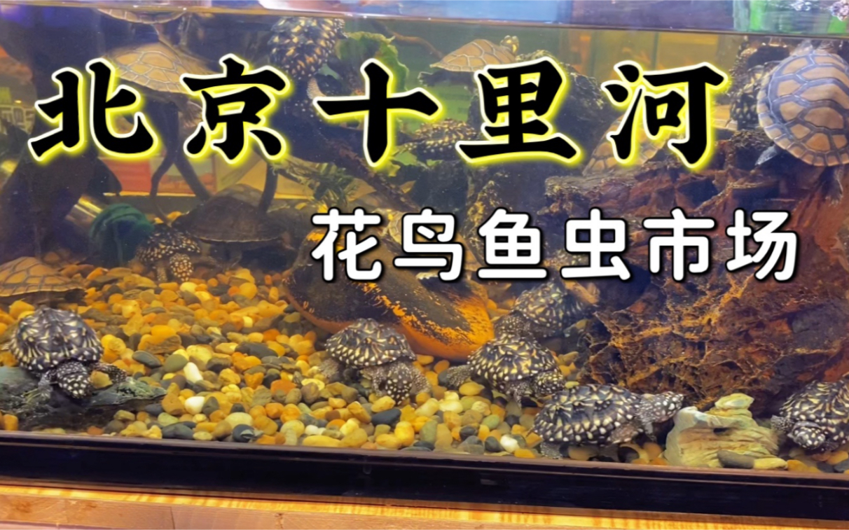 花鸟鱼虫市场北京图片