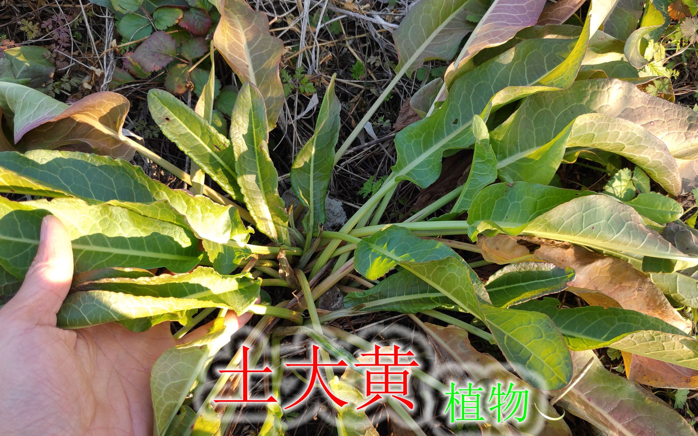 农村野生"土大黄"植物,一年四季常见,驱蚊杀虫的妙用了解吗_哔哩哔哩