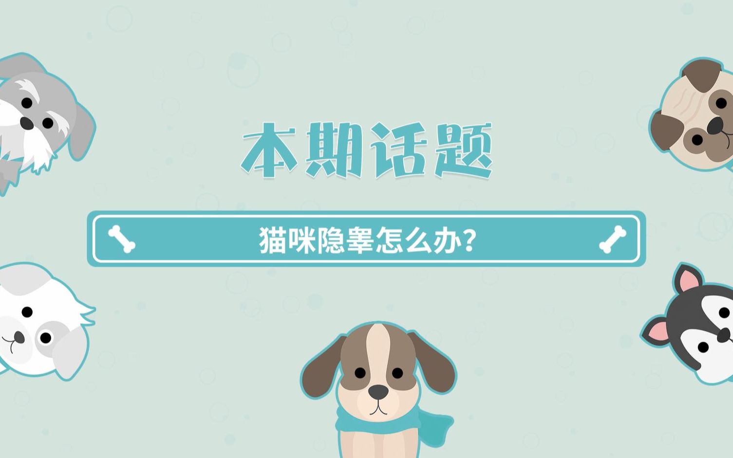 猫咪隐睾怎么办?哔哩哔哩bilibili