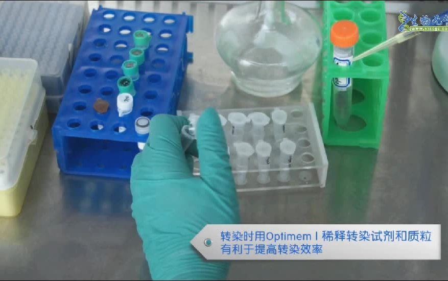 siRNA Transfection Experimental Protocol