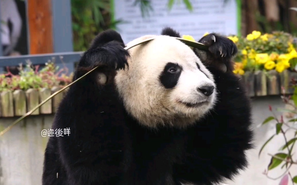 【大熊猫苏星】铁头帮主吃播