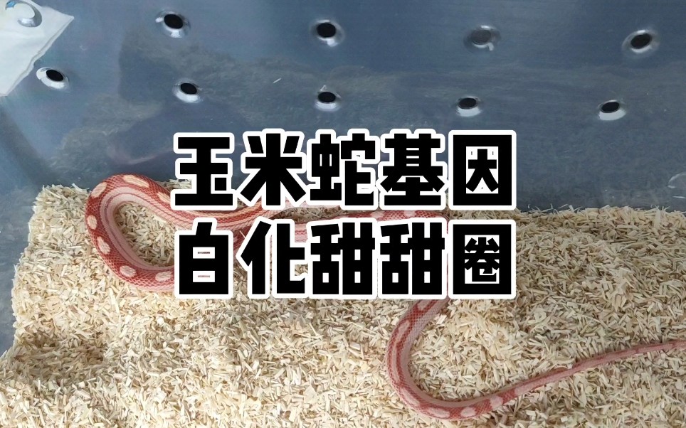 玉米蛇基因科普–白化甜甜圈