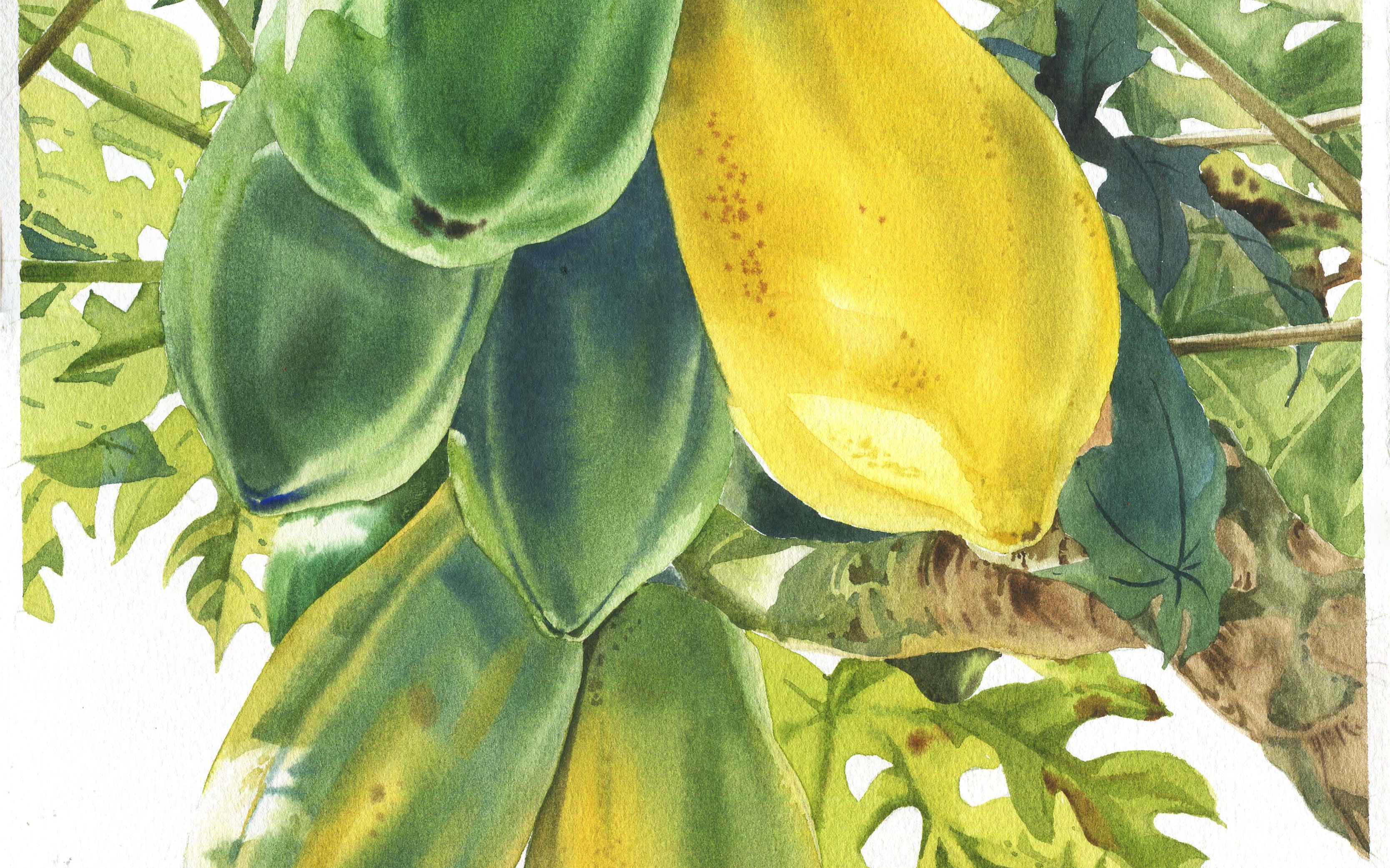 画完一株木瓜 才发现原来辣么美 水彩过程分享