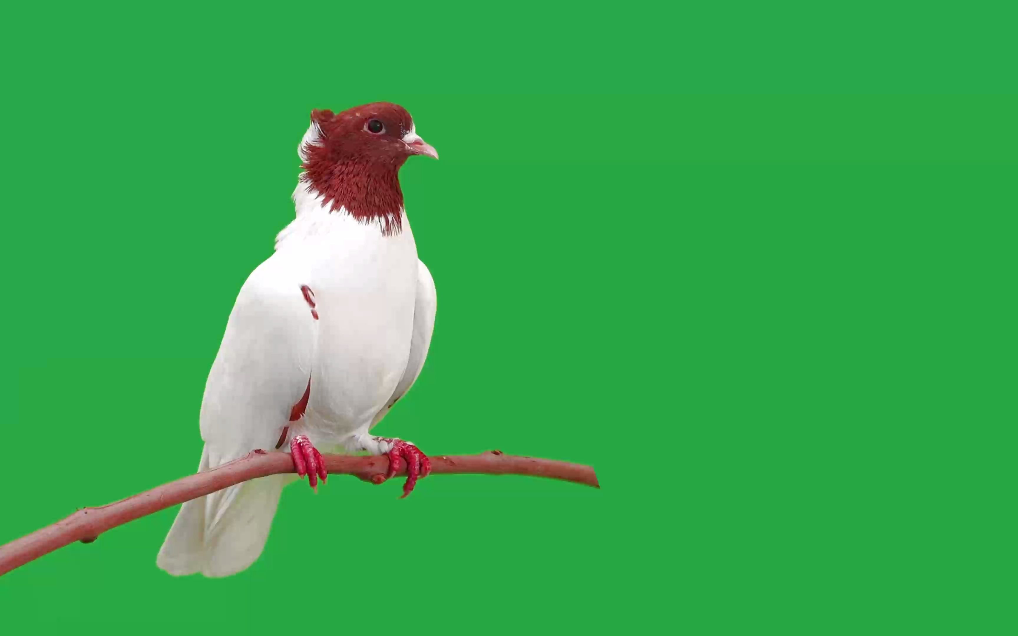 绿幕视频素材鹦鹉