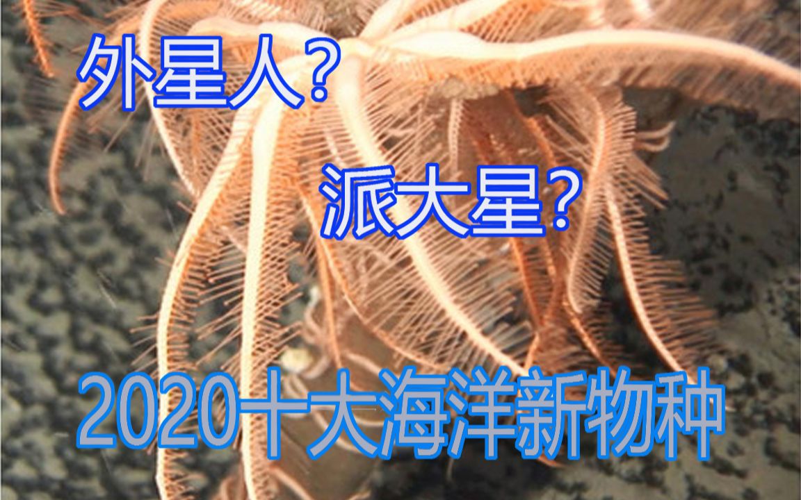 派大星?外星人?2020十大海洋动物新物种(1)中文名称【兰熊的科普时间】哔哩哔哩bilibili