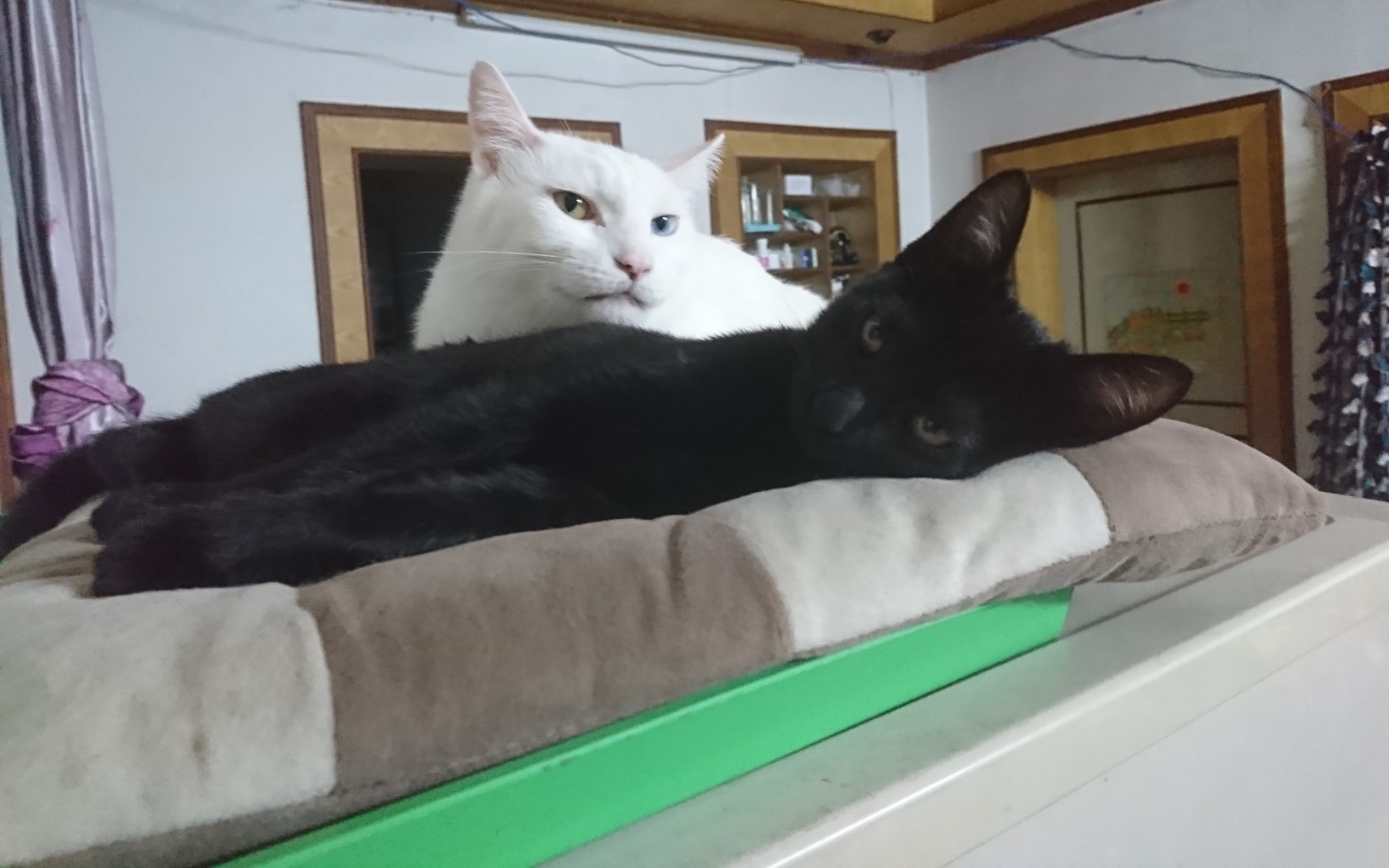 为了一个纸箱 一只猫两个人居然这样_哔哩哔哩 (゜-゜)つロ 干杯