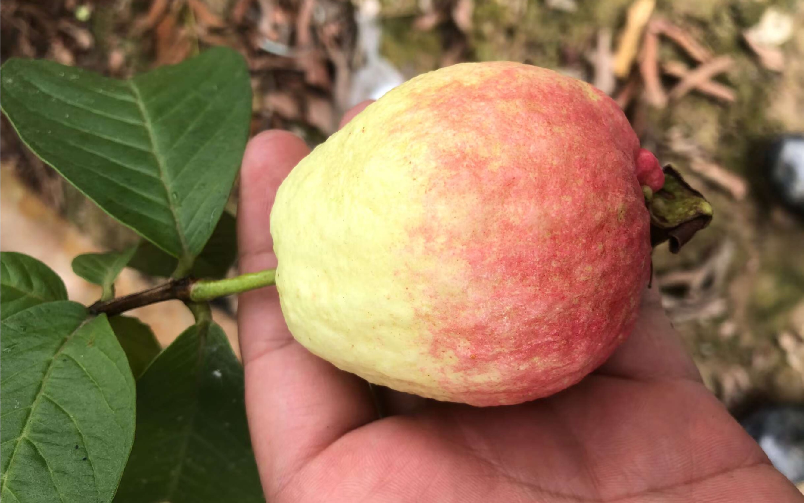 胭脂,红不红?果太靓,不舍得吃