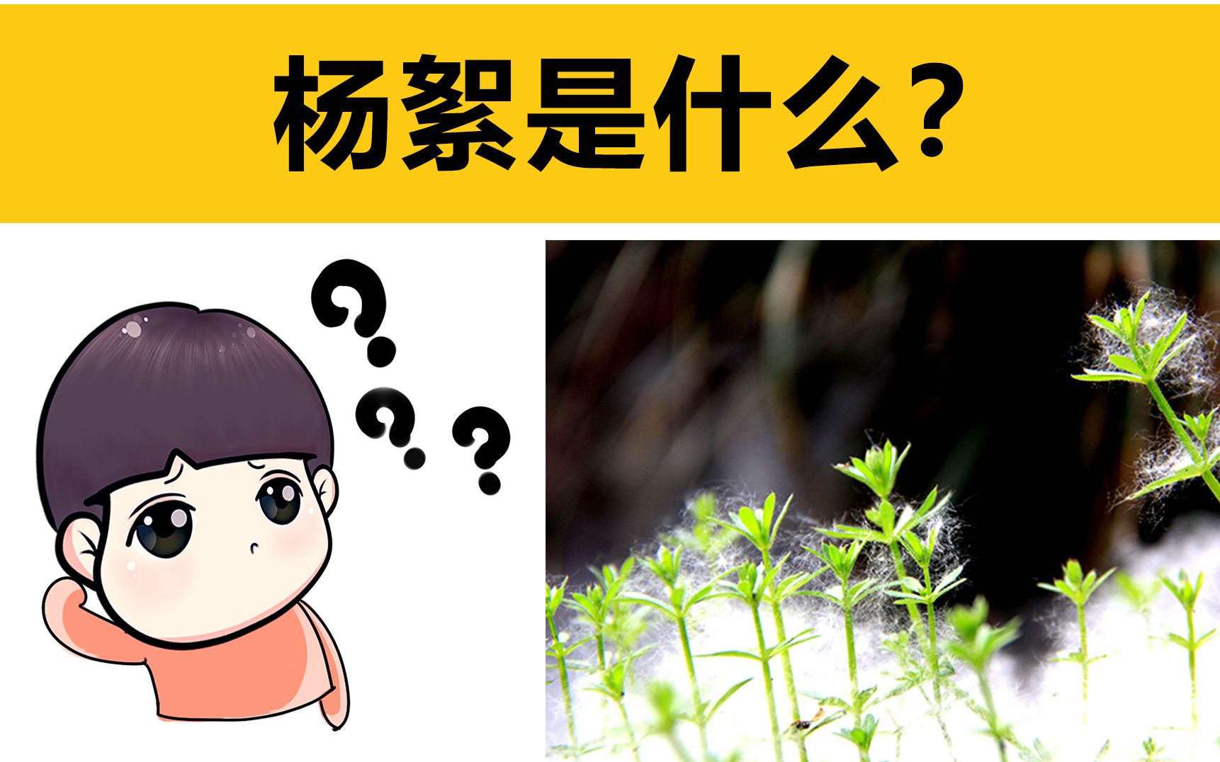 [图]【学习】杨絮是什么？为什么每年春天都有？