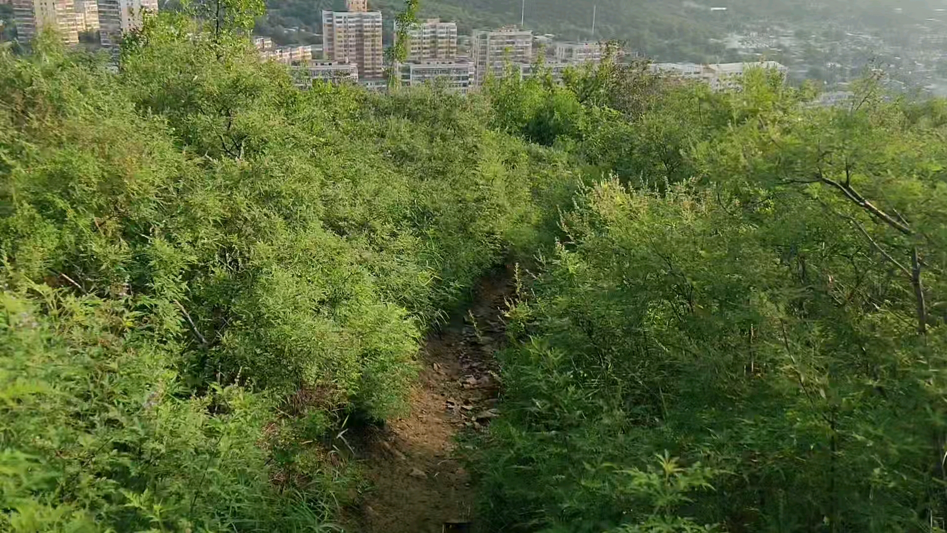 夏日早起,爬一石景山区的网红山-红光山