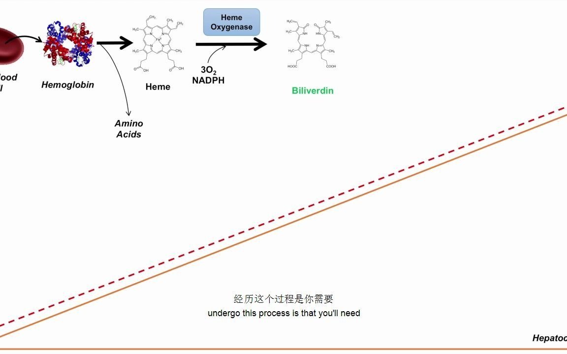 【医学科普】血红素代谢过程 血液系统 双语实用内科学课程系列哔哩哔哩bilibili