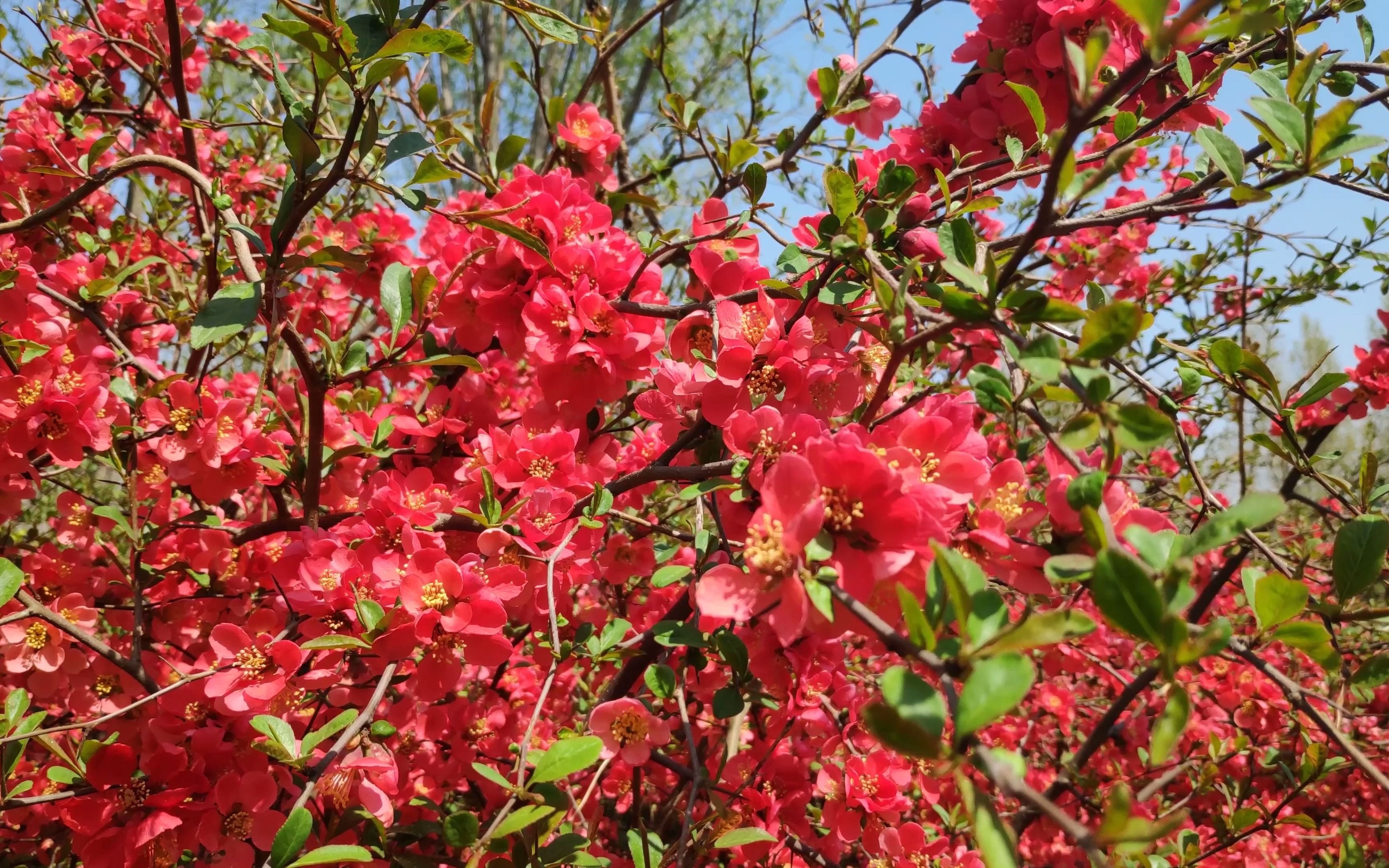 贴梗海棠红花满树,水仙盛开,花枝矗立, 北京东小口森林公园,庚子清明.