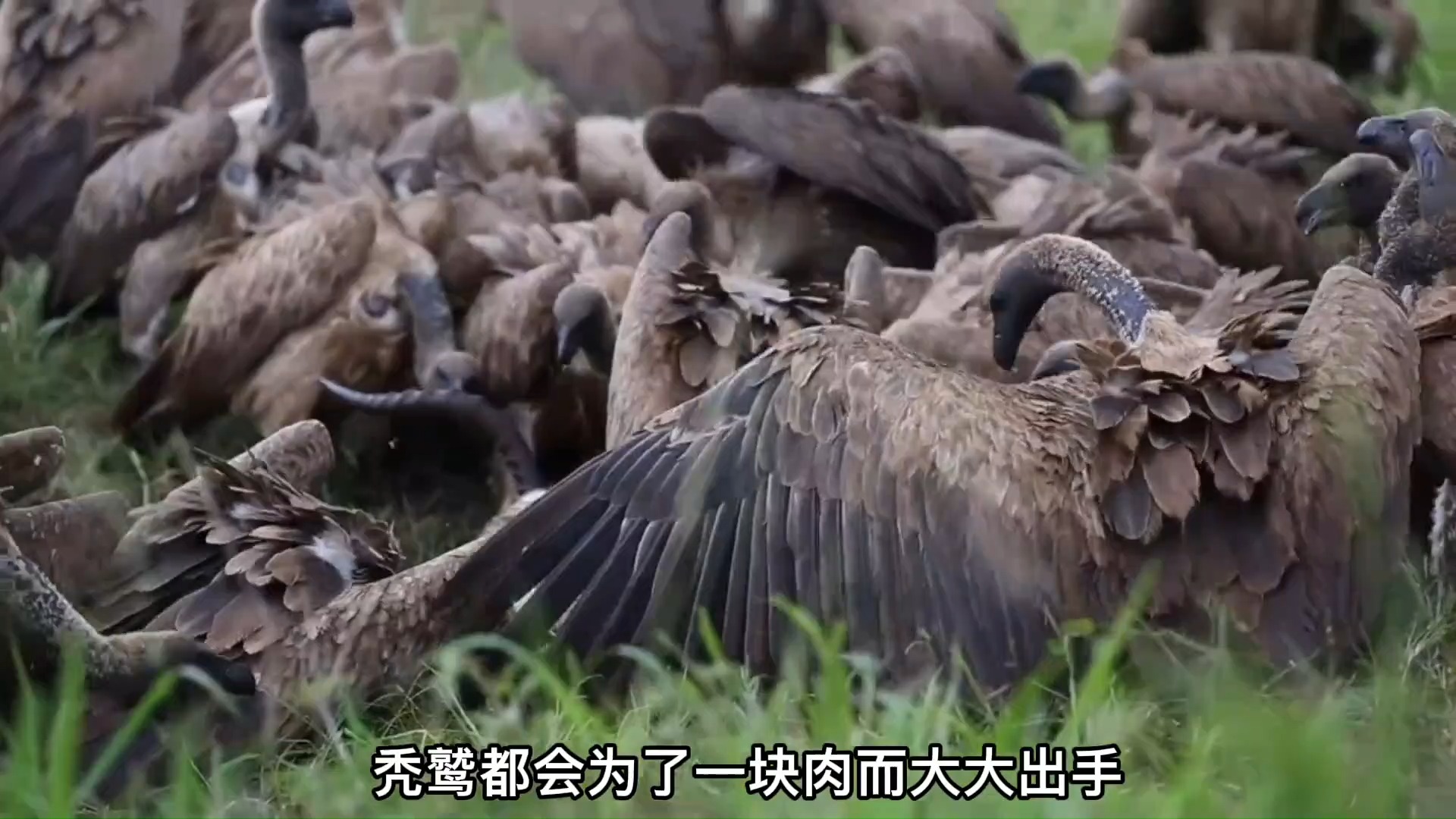 1280 秃鹫进食#动物世界 (1)