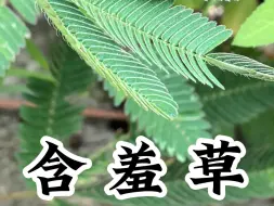 Télécharger la video: 很多人小时候都玩过的植物，但是你知道它有小毒吗，赶紧跟吴爷爷一起了解这些植物吧#含羞草#大自然的馈赠#一日一植物