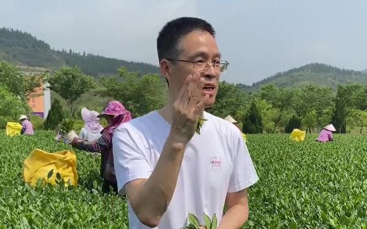 别再说“加香精”了!喝茶客制茶大师告诉你铁观音兰花香来源?哔哩哔哩bilibili