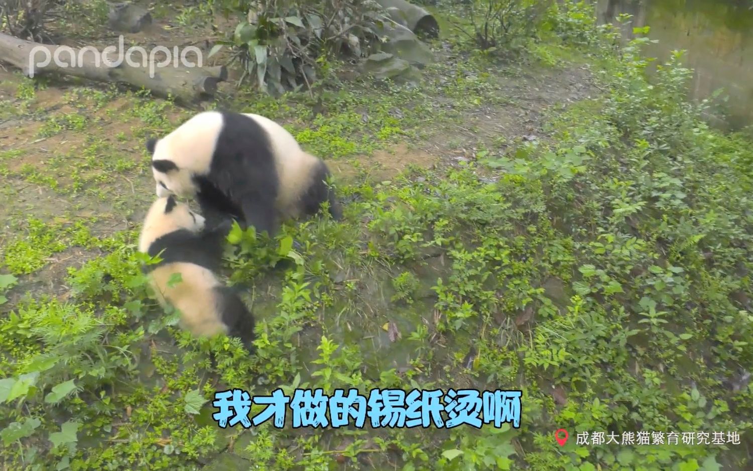 [图]《遇见你的熊猫》第13期 就算摔得很狼狈，发型也要护到位