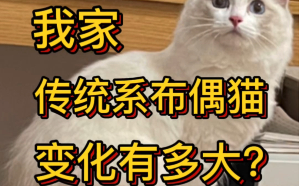 传统系布偶猫真的需要多一点耐心哔哩哔哩bilibili