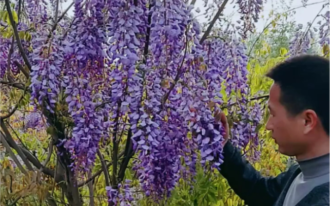 [图]紫藤花开花浓香型南北方都可以栽植