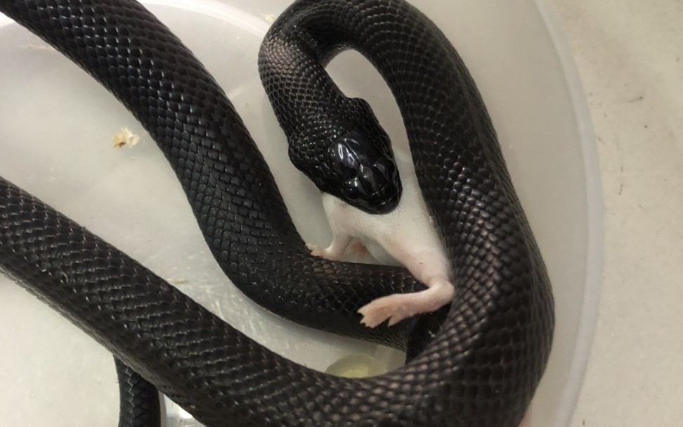 干饭时间到!  墨西哥黑王蛇>