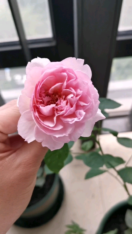 新浅樱桃月季花枝软淡香