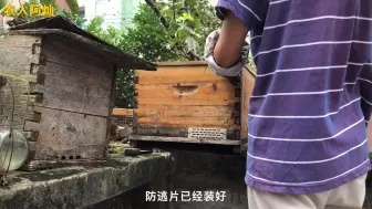 Tải video: 蜜蜂做窝的地方真的千奇百怪，不过被阿灿发现了只能乖乖被收走