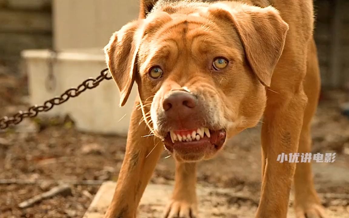 温顺狗子变身狗王,疯狂报复伤害过它的人类.