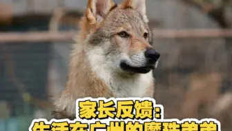 【家长反馈】魔珠弟弟的新家生活【捷克狼犬】