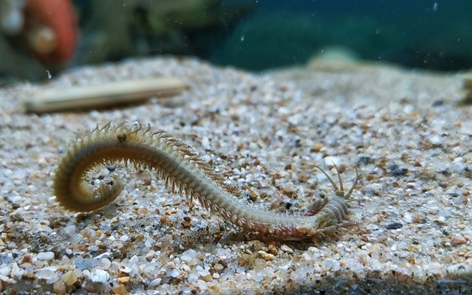 海毛虫鳞沙蚕图片图片