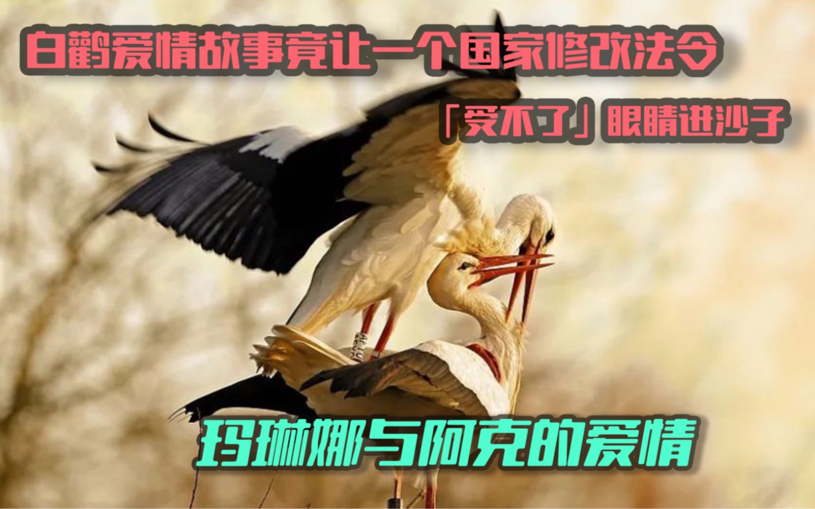 白鹳爱情故事让一个国家修改保护野生动物的法令,玛莲娜与阿克的不离