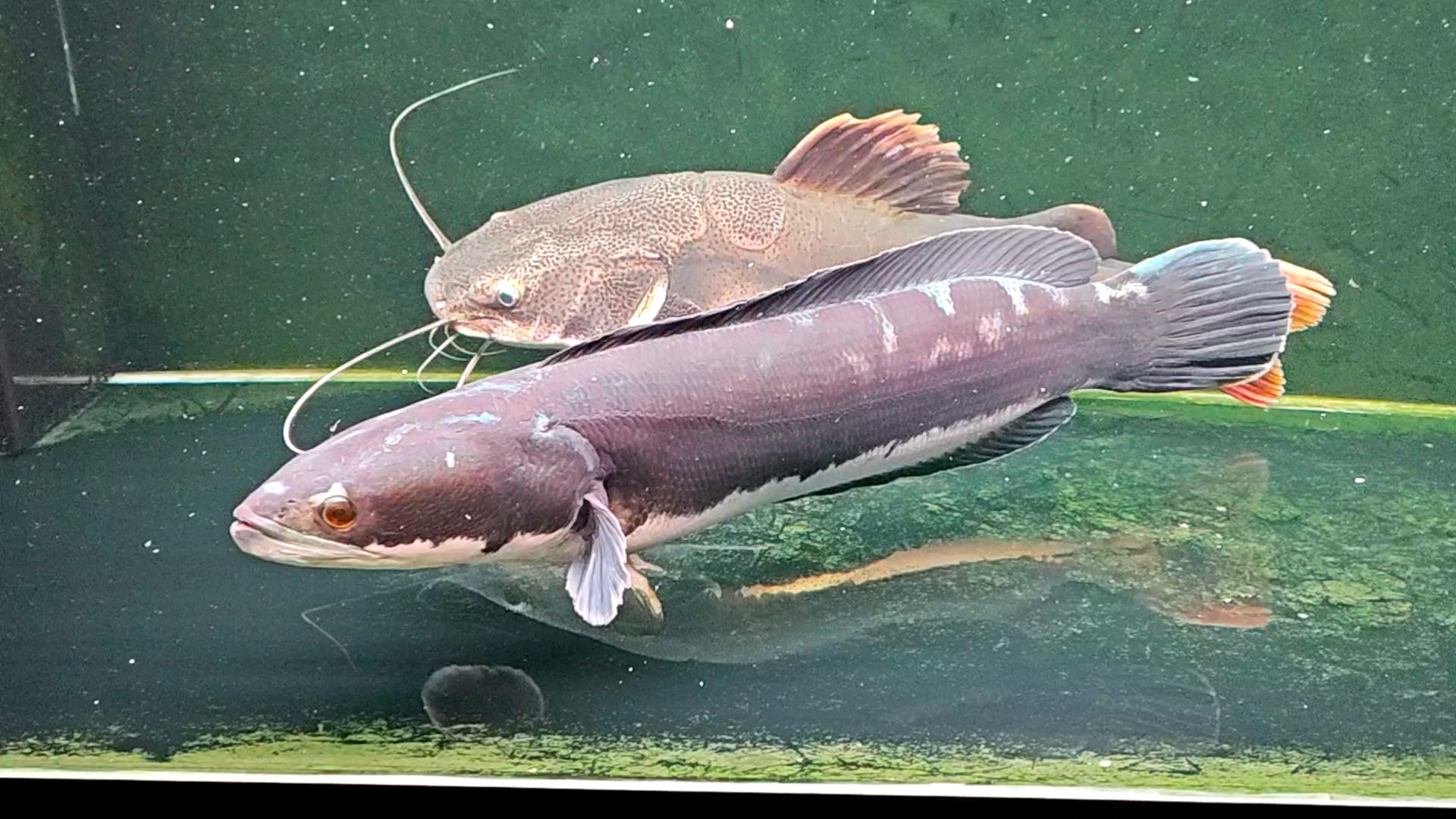 小盾鳢红尾鲶记录