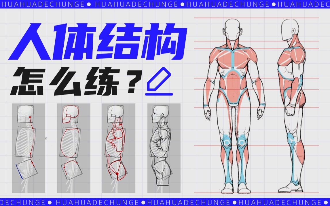 [图]【春哥】肌肉太多记不住？解剖书看不懂？人体结构到底怎么练？