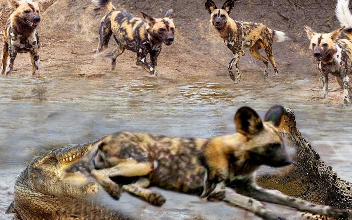 野狗和鳄鱼谁才是霸主?