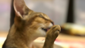 中字自翻 星野源all Night Nippon 特别周part1 哔哩哔哩 つロ干杯 Bilibili