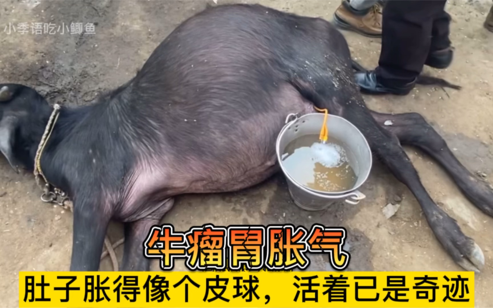 牛肚子胀气,插曲针管立马排出气体!兽医用精湛的技术救它一命!