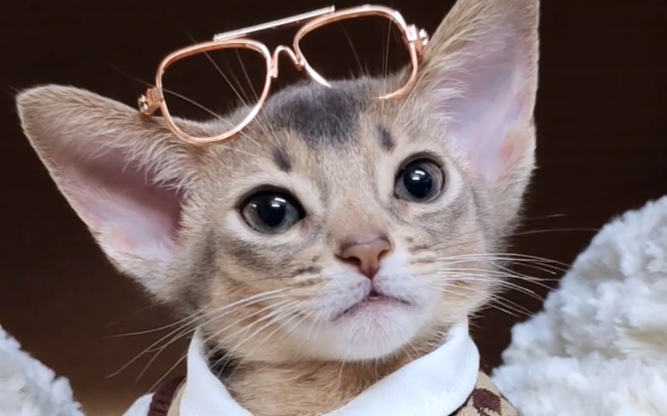 阿比西尼亚猫‖professor喵