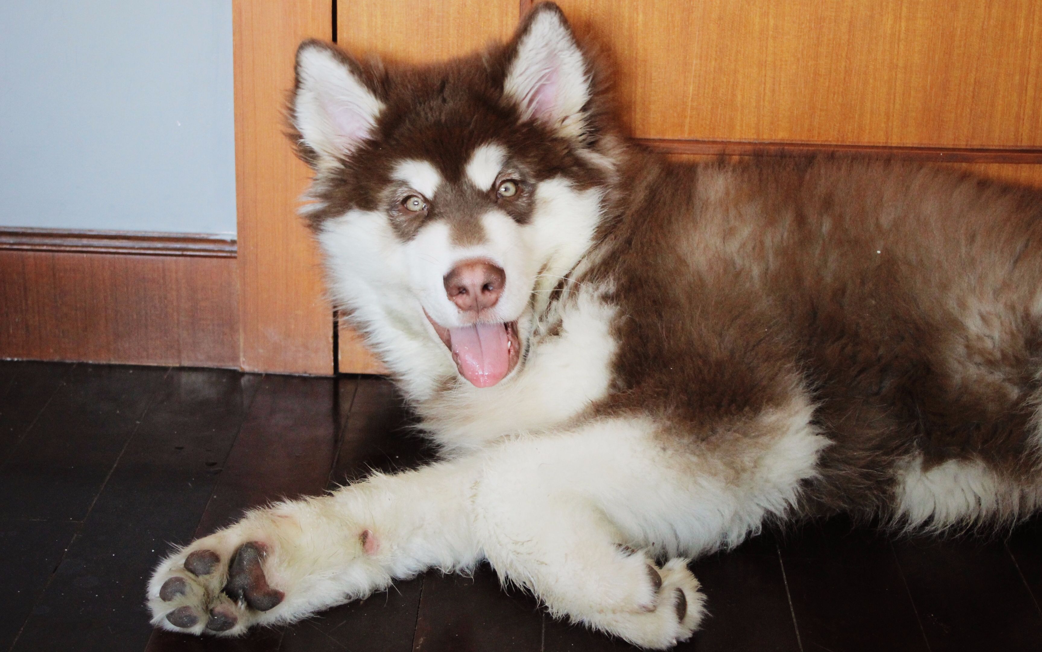 中阿拉斯加:舔完一杯酸奶还不是20秒的事!