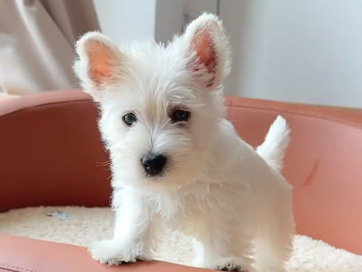 西高地 好漂亮的小奶狗呀