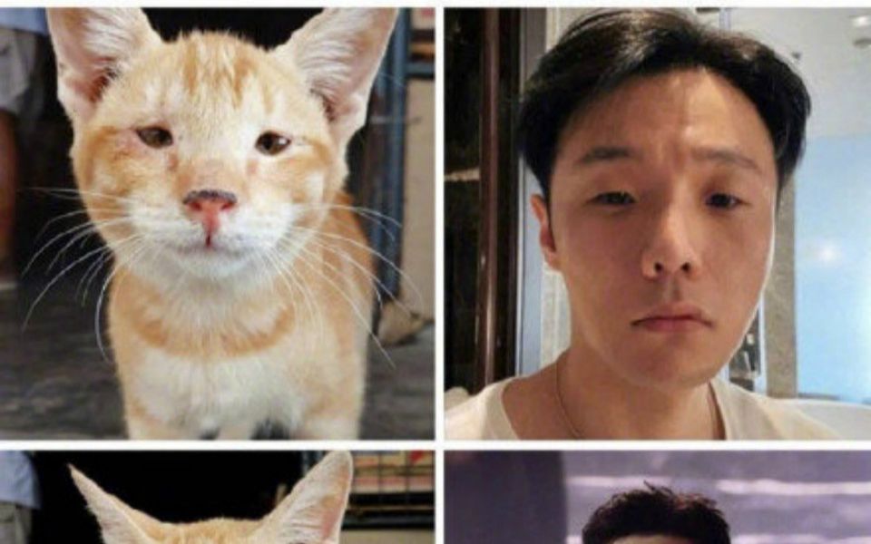 杨丞琳晒李荣浩与柴犬对比图邀网友细品网友官方吐槽最为致命