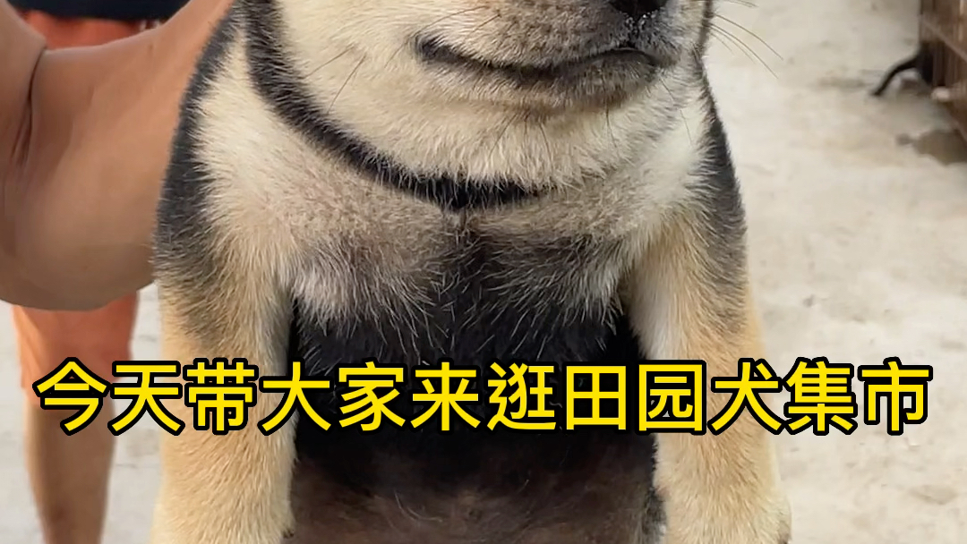 田园犬铁包金,也叫做四眼狗.哔哩哔哩bilibili