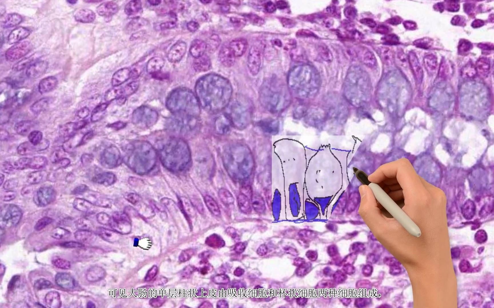 [图]《组织学与胚胎学》实验课讲解视频—上皮组织—单层柱状上皮