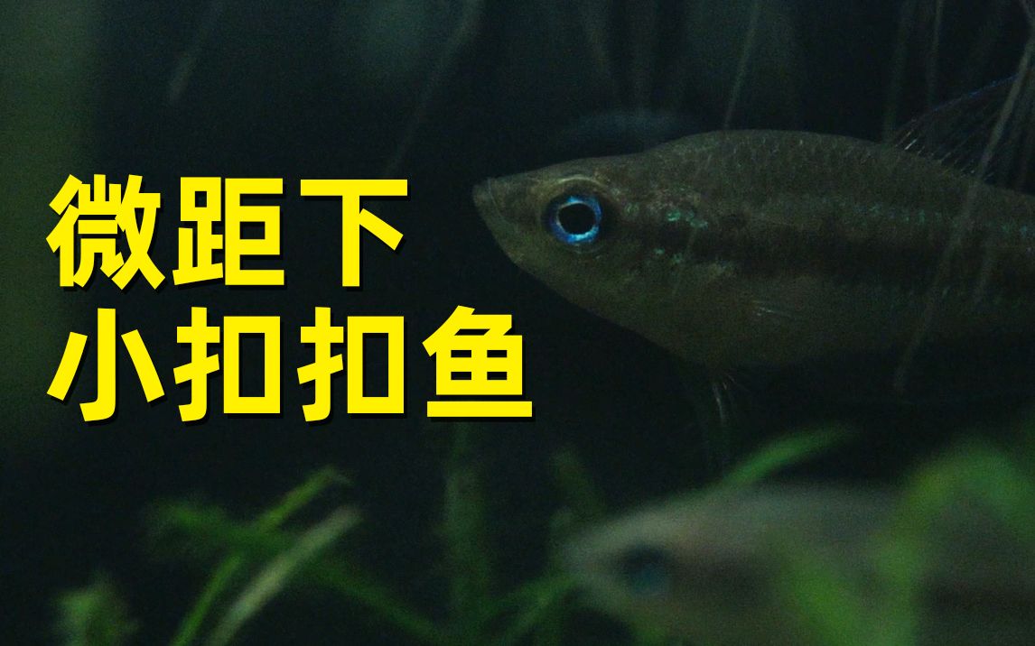 微距下的水族世界,小扣扣鱼,第一次拍慢动作升格哔哩哔哩bilibili