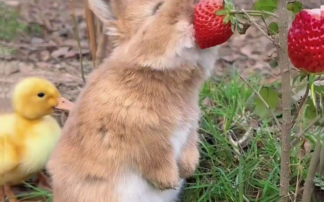 小兔子吧唧吧唧吃草莓 萌宠 兔子 金太阳原创