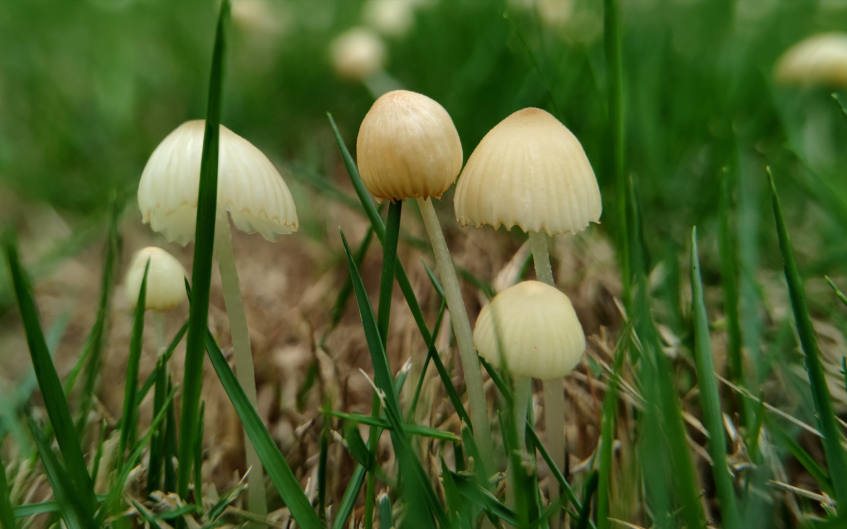 黄白小菇——摄于广州琶洲公园