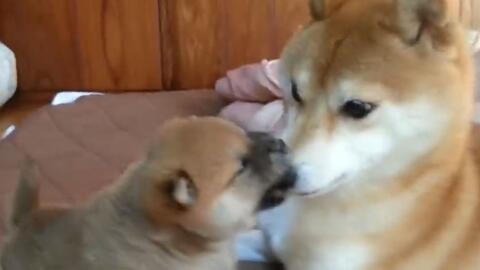 柴犬 小豆柴重拳出击锤倒大柴犬 哔哩哔哩