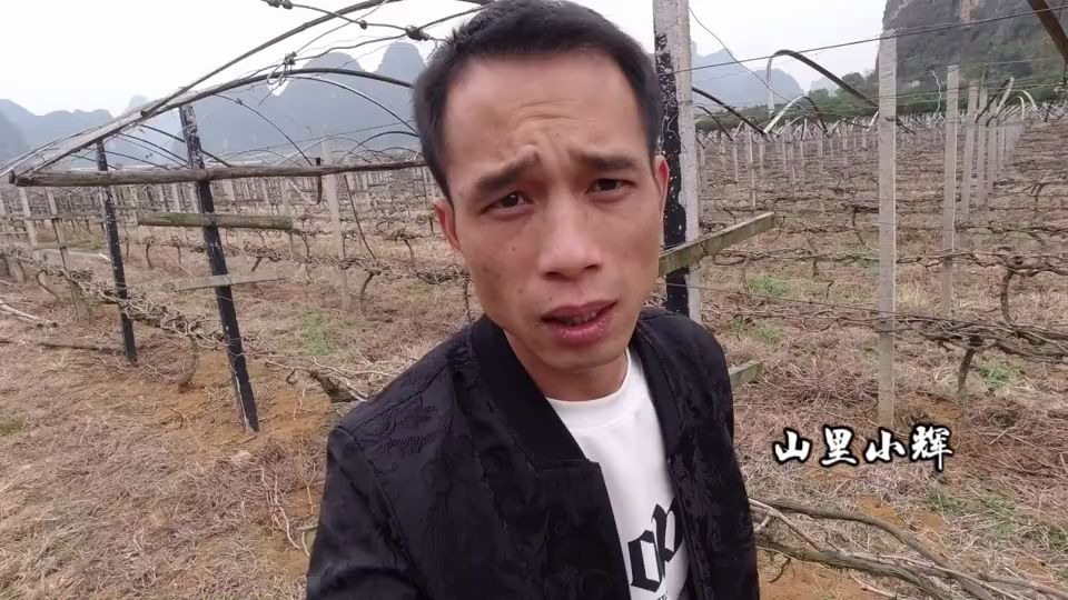 广西农村单身女孩种百亩沃柑想找一个男朋友跟她一起管理果园