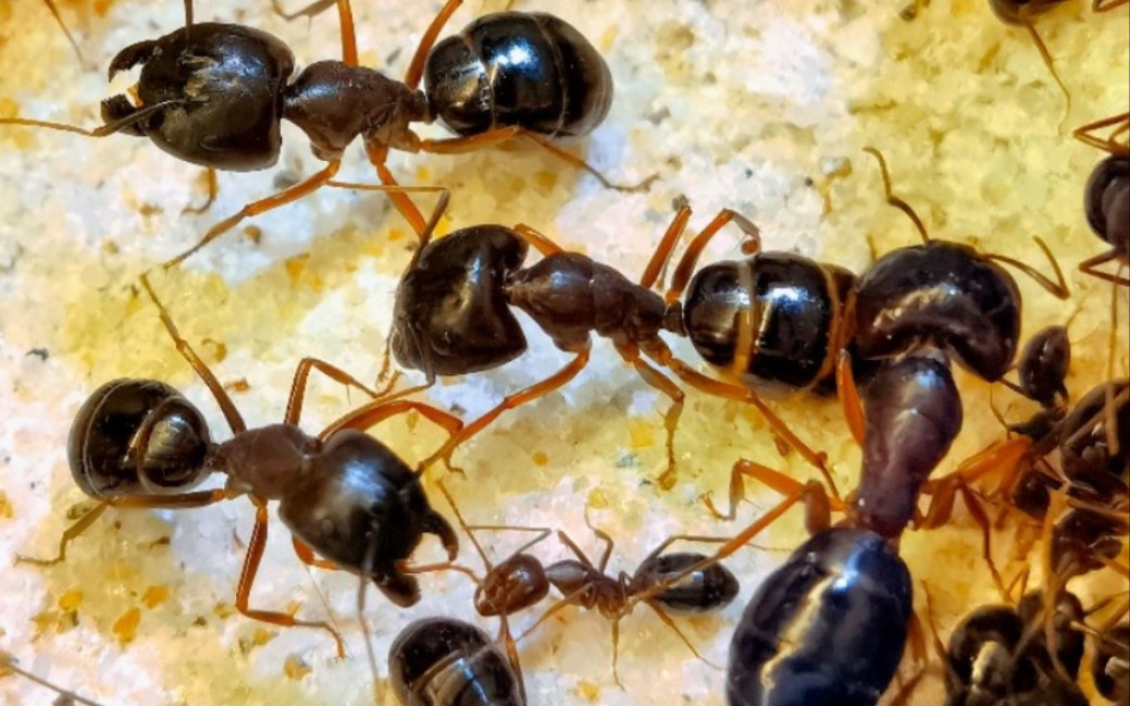 大头弓背蚁_哔哩哔哩_bilibili