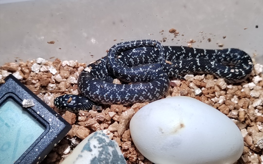 星点王蛇幼体破壳记录视频未剪浏览可自行加速